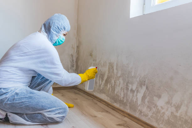 Licensed Black Mold Remediation service in Linden, VA - Car Mold Remediation