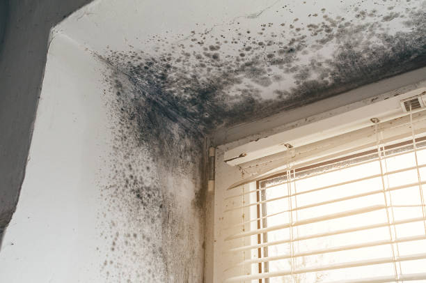 Affordable Black Mold Remediation solutions in Linden, VA