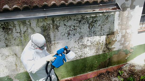 Top rated local Black Mold Remediation specialists in Linden, VA